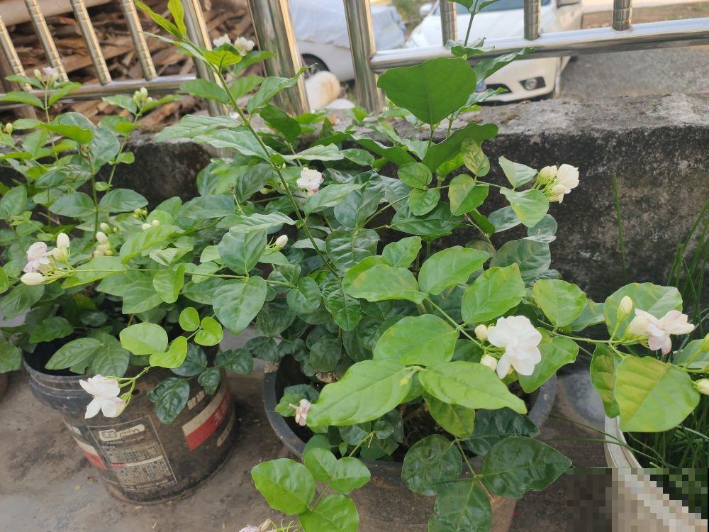 现在养茉莉,最怕换盆施肥,不注意养护难开花 现在养茉莉,最怕换盆施肥,不注意养护难开花