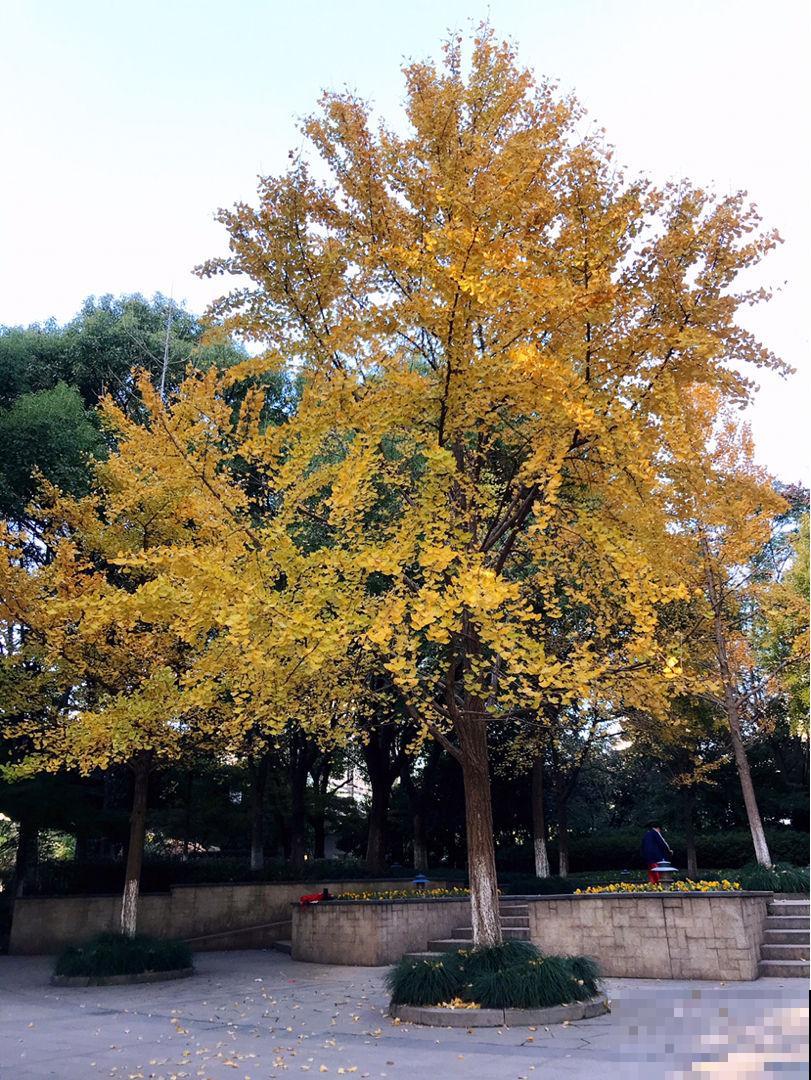 3种花，命里含“富贵”，寿命特别长