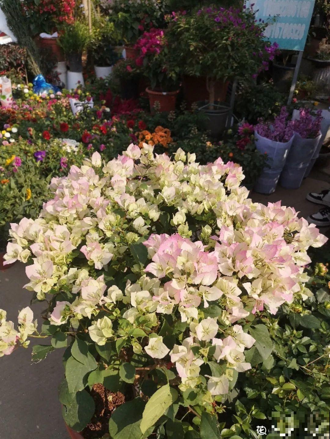 君子兰喝点油,爆花效果好,年年开出大花球 君子兰喝点油,爆花效果好,年年开出大花球