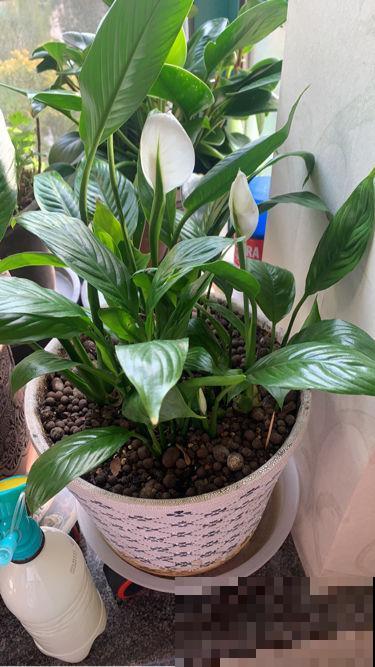 4种花太美丽，亲戚来拜年还以为是假花，忍不住上手摸