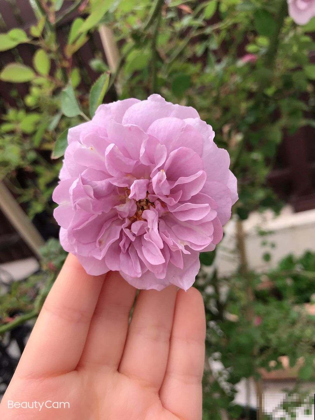 蓝色阴雨，阳台党爬藤月季必入品种，养在家里清新怡人