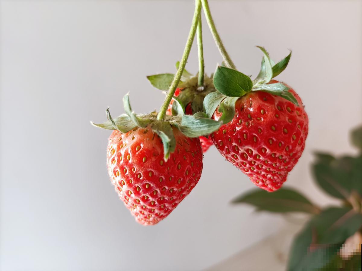 在家种草莓，只需5个步骤，省下不少草莓钱