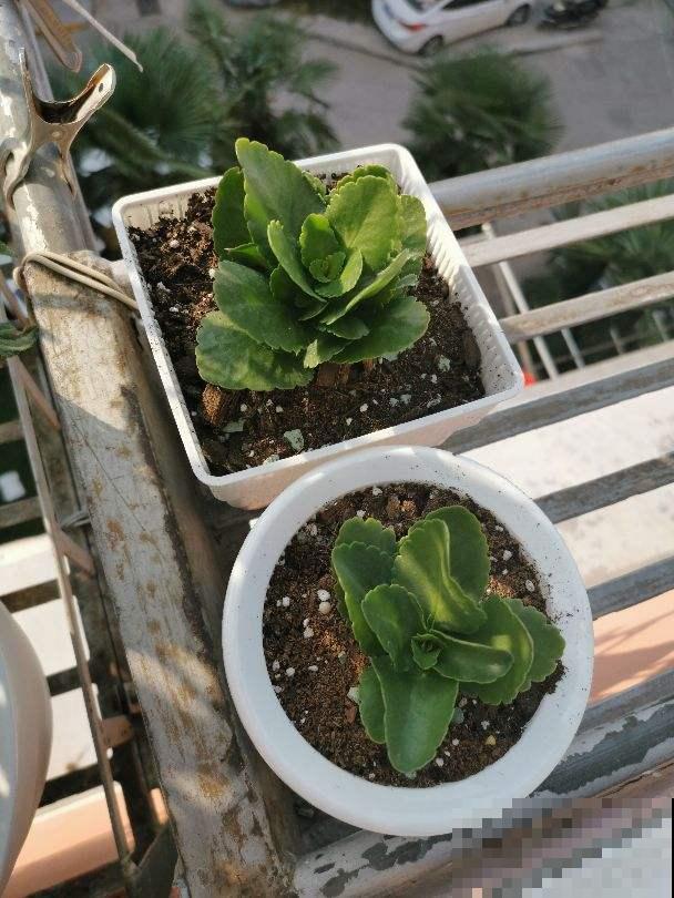 养花要切记，3种盆3种土3种水不能用，花容易死翘翘