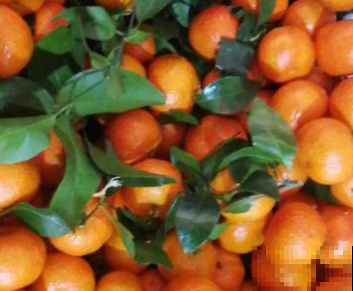 家里养殖的柑橘落果，主要和这4点有关，赶紧治疗还有救