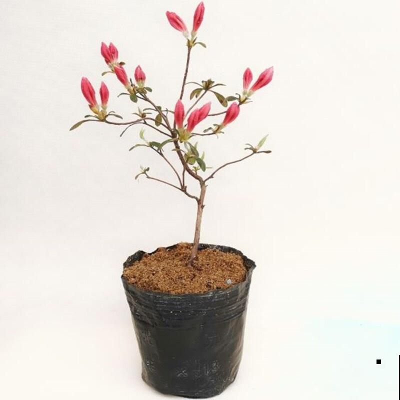 映山红盆景养殖，注意这5点，室内养也能养好