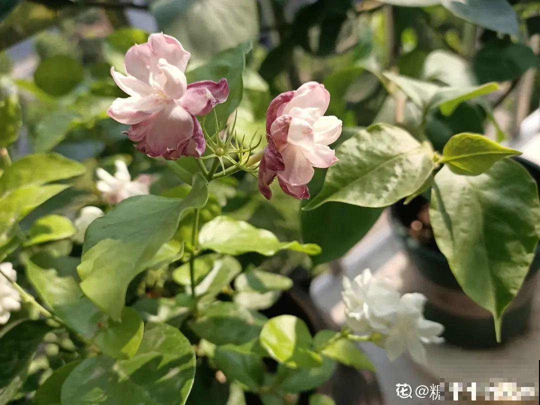 “香花卧室放，花旺人不旺”，老祖宗的良言，大有道理！