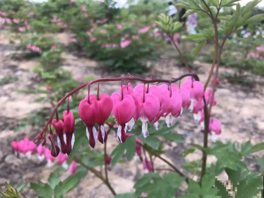 家里养盆荷包牡丹,荷包满满,富贵吉祥寓意好! 家里养盆荷包牡丹,荷包满满,富贵吉祥寓意好!