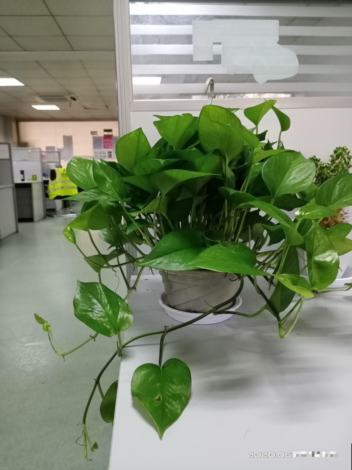 这4种花是老酒鬼,半个月喝一口酒,叶片又翠又绿 这4种花是老酒鬼,半个月喝一口酒,叶片又翠又绿