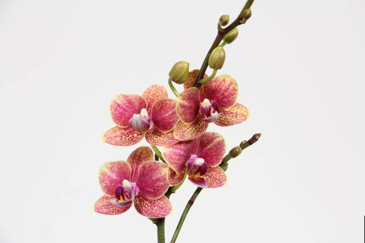 年宵花虽然好看,但年年养不活,只因养护方法不对 年宵花虽然好看,但年年养不活,只因养护方法不对