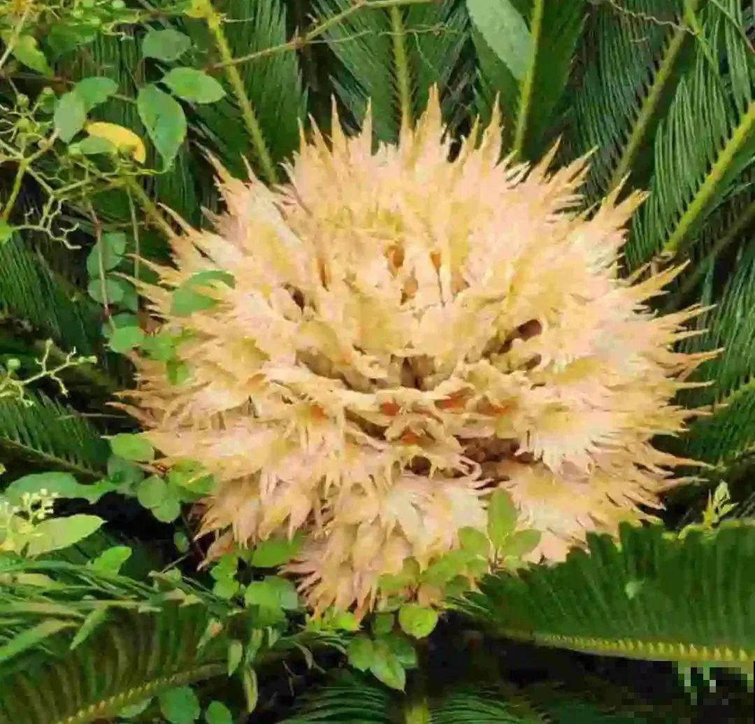 老人常说,6种吉祥花,轻易不开花,开花据说有好运 老人常说,6种吉祥花,轻易不开花,开花据说有好运