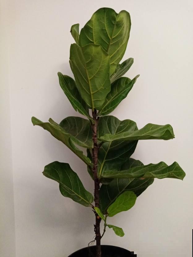 霸气侧漏的“镇宅花”，家里只要养1种，贵气好养安全感十足