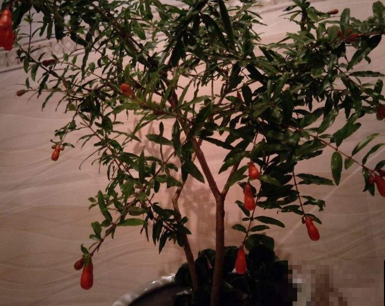 养石榴要注意4个方面，开花又红又大，喜庆又吉祥
