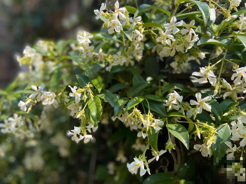 春天呼呼开花的风车茉莉，一个月后就爆花，花量超大超浪漫