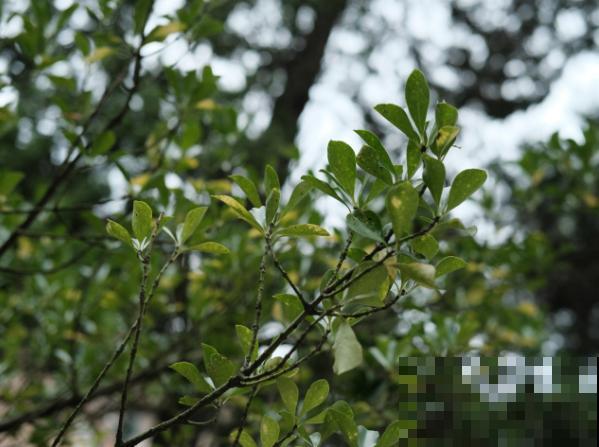 冬青卫矛和冬青的区别，主要在这4点，学会了区分简单