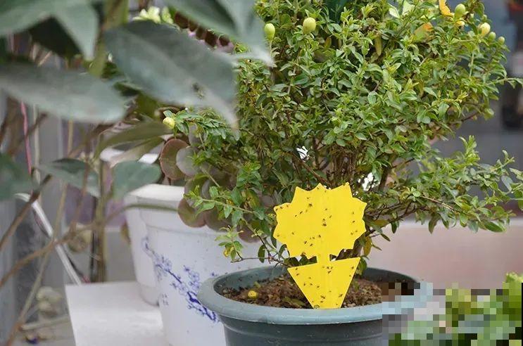 春天请个“护花神”,杀虫效果好,安全放心无污染 春天请个“护花神”,杀虫效果好,安全放心无污染