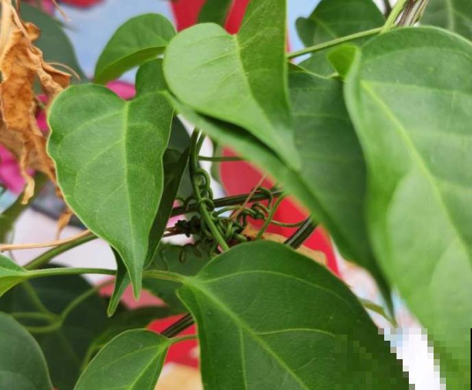 凌霄花和炮仗花区别不开，知道这5步，再也认不错