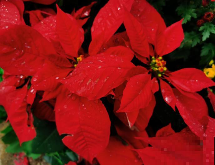 1种花红艳艳，确是有毒花，室内养护要当心