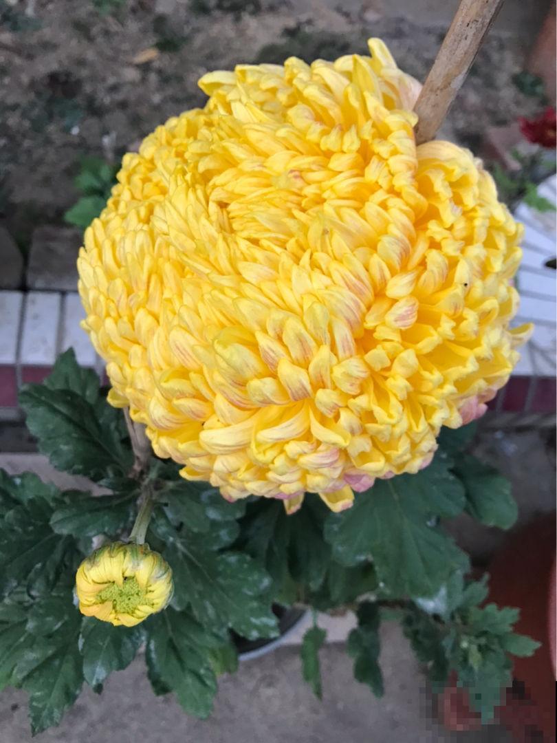 花中四君子,品格高尚似君子,你家养了几种? 花中四君子,品格高尚似君子,你家养了几种?