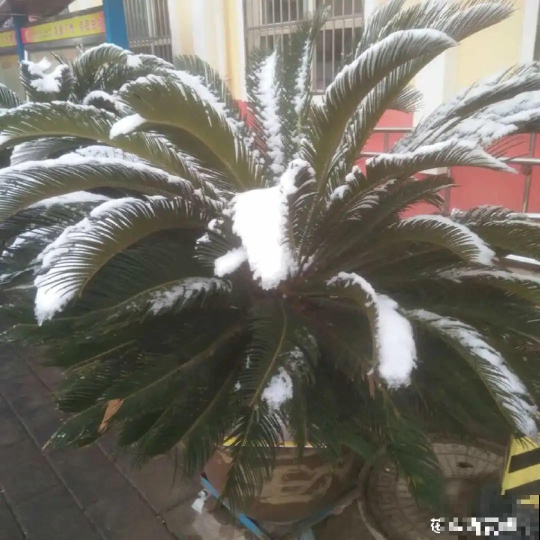 老人常说,6种吉祥花,轻易不开花,开花据说有好运 老人常说,6种吉祥花,轻易不开花,开花据说有好运