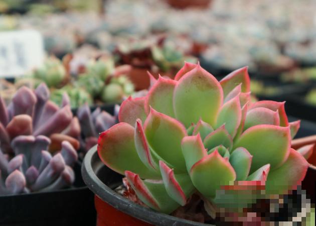 多肉掐个枝条，插水里变多盆，买花再也不花冤枉钱