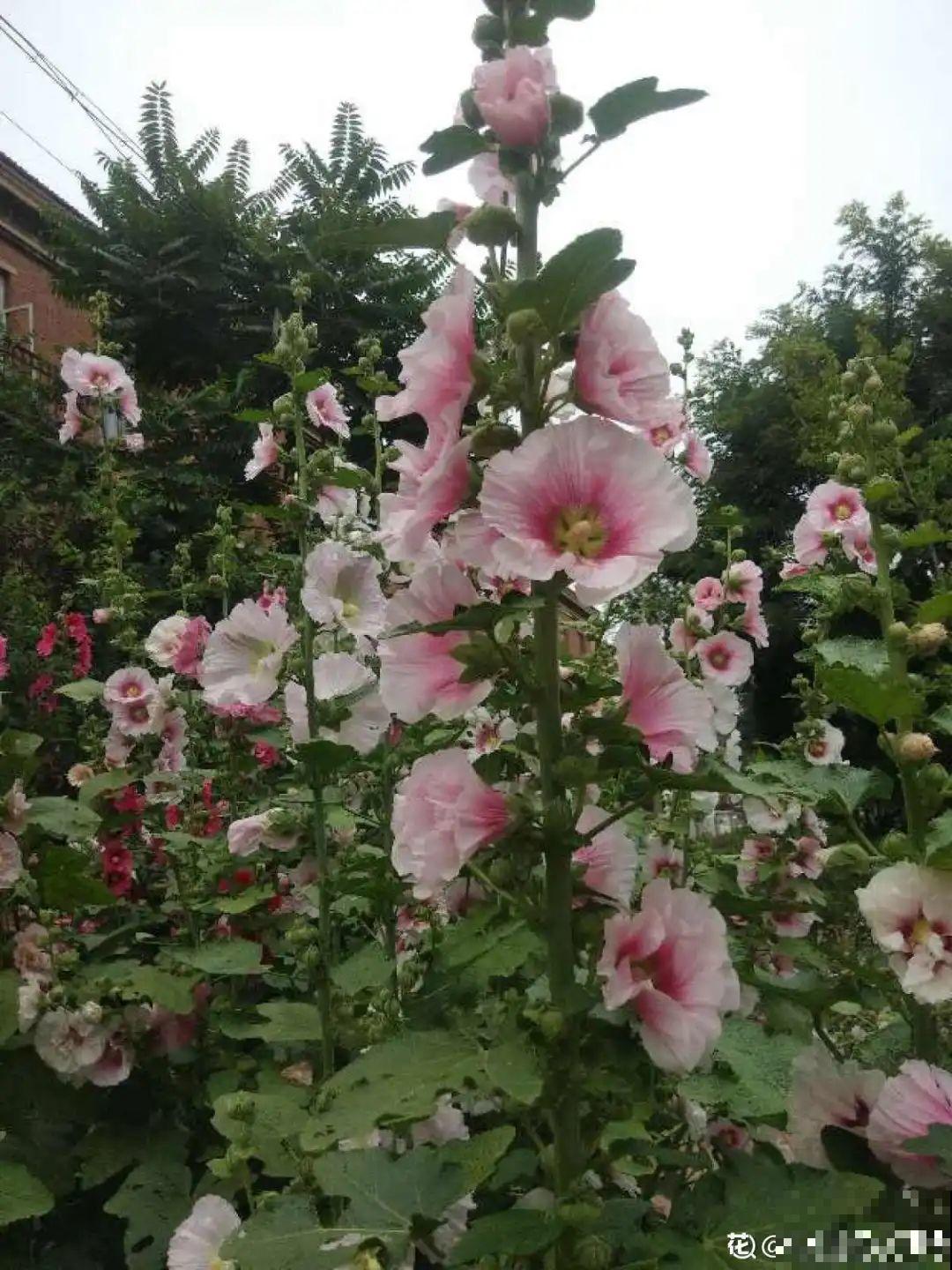 这9种“看家花”，70、80后难忘记，00后不认识！