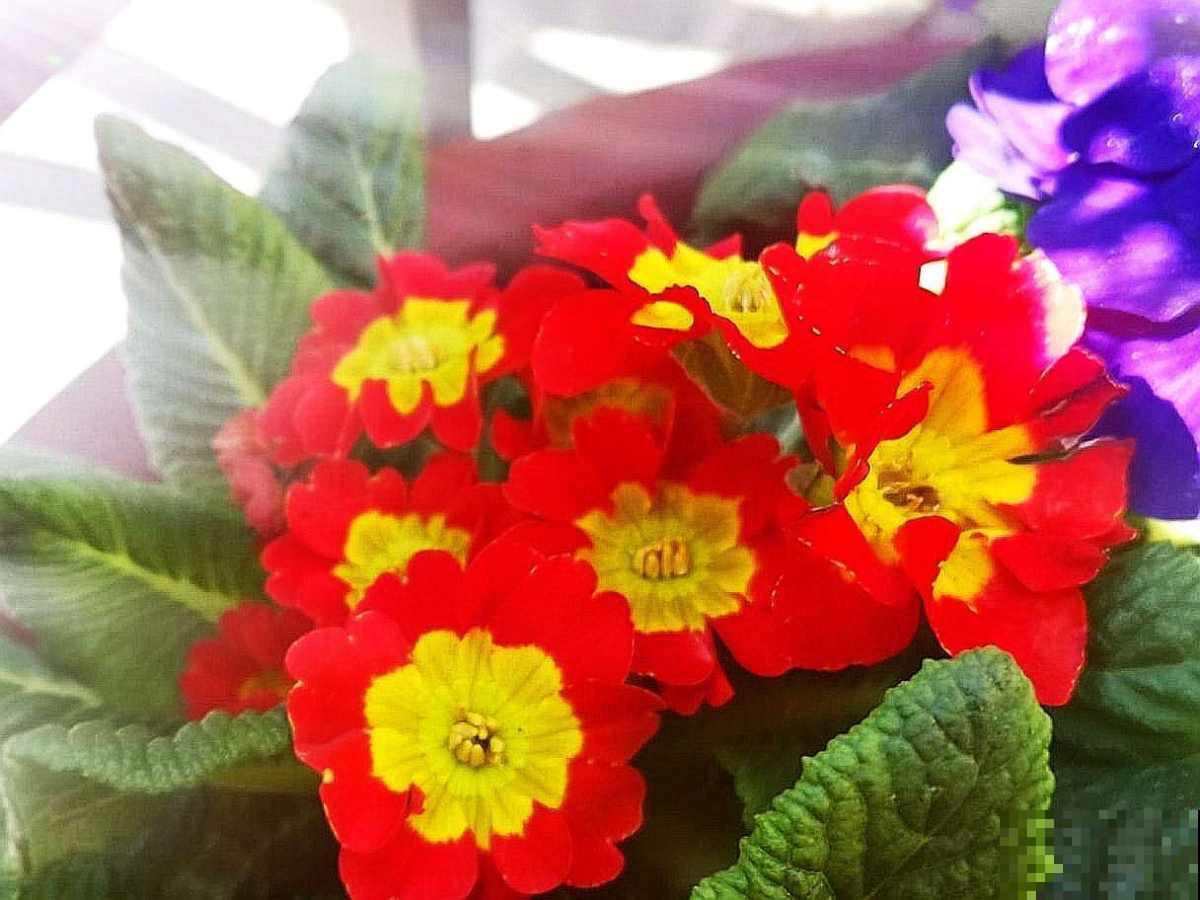 4种生长在路边的美花，春天呼呼开，堪比选美大赛