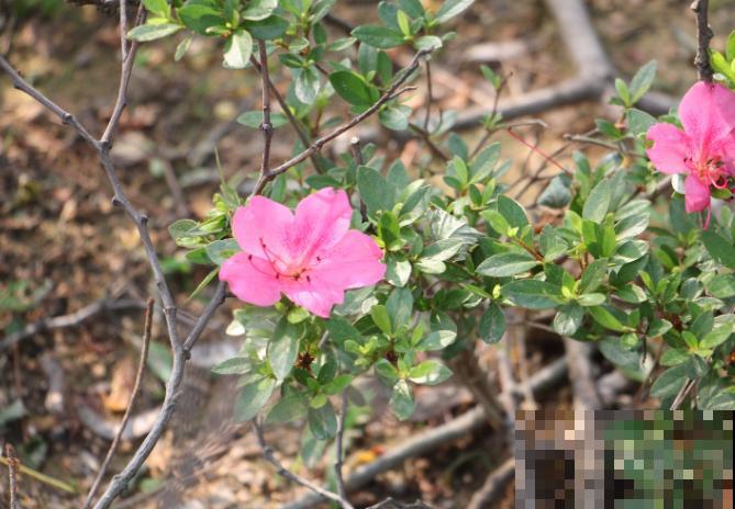 养杜鹃可不是个容易事儿，掌握4个要点，才能呼呼开花