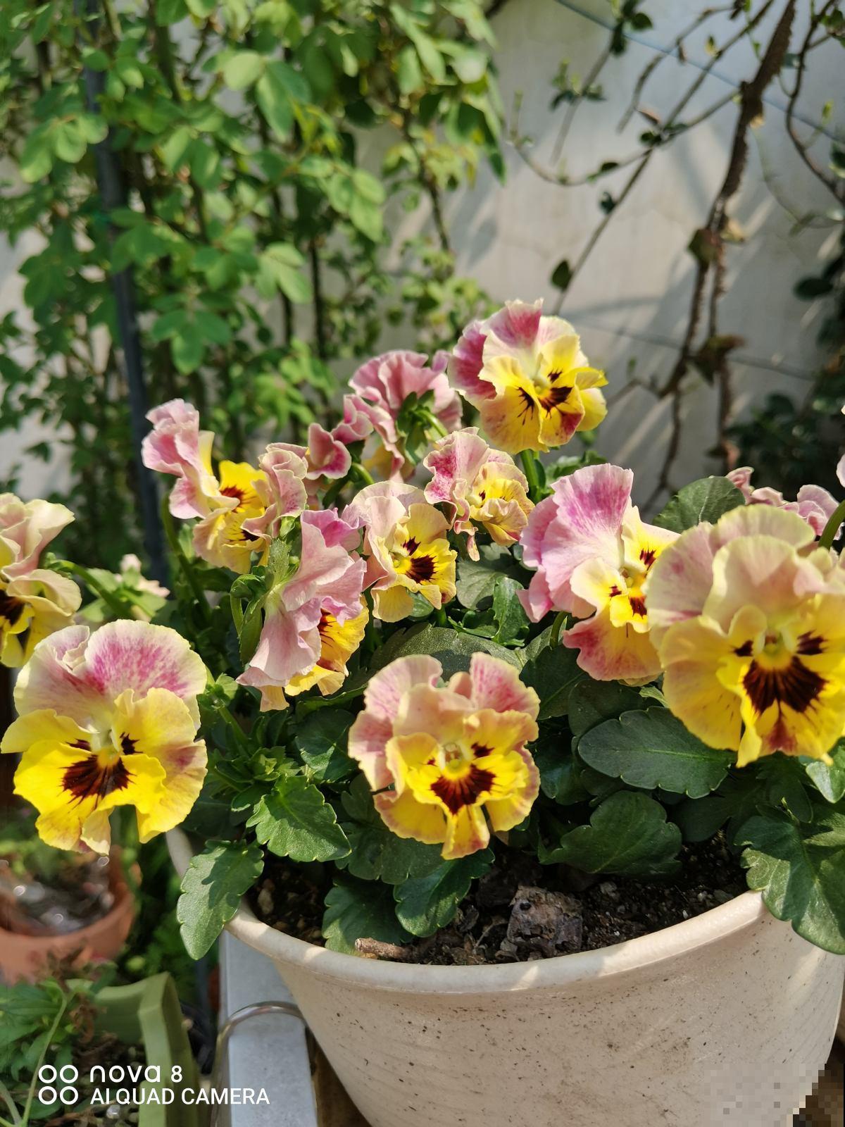 成活率特高的10种花，养了就爆盆，花开停不下来