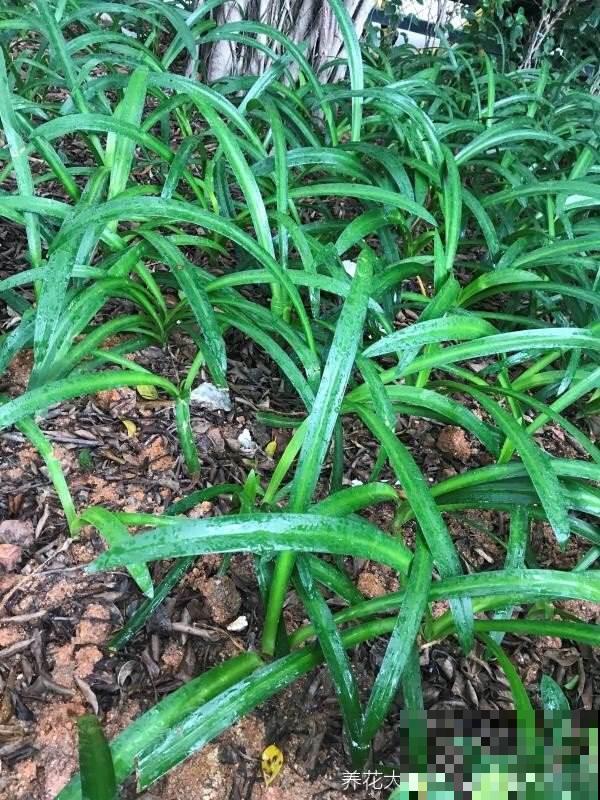 立春之后种这4种菜,长得飞快,一个月后就能吃了 立春之后种这4种菜,长得飞快,一个月后就能吃了