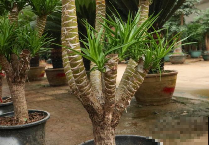 龙血兰养护简单，知道这4步，家里也能养