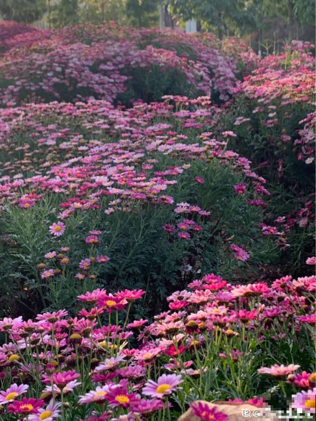 春天养盆玛格丽特，狠心剪一剪，轻松长成大花球