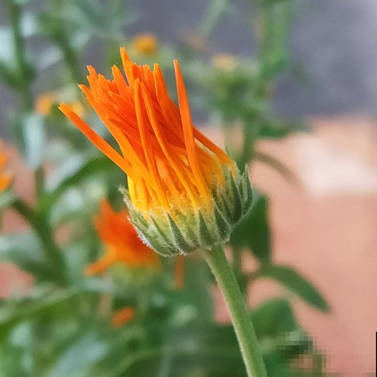 一盆年宵花就5块钱，还特别好养，不买就要吃亏