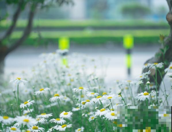 大滨菊养殖期间，注意好这5点，长势更旺盛