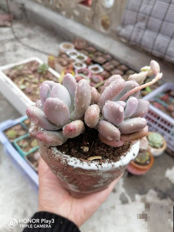 4种多肉圆嘟嘟，总是分不清，小细节带你一秒辨别