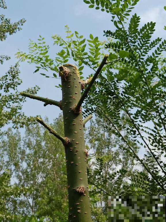 自古不能种在家里的树，到底是迷信还是科学？