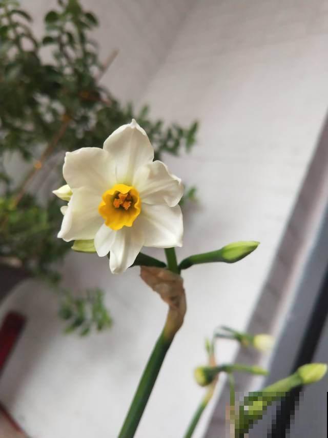 4种“一次性”花,开完了就扔,很难再养活 4种“一次性”花,开完了就扔,很难再养活