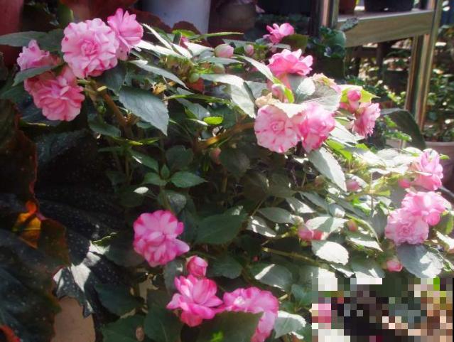 水梅花花苞打不开,主要和这4点有关,处理好很快开花 水梅花花苞打不开,主要和这4点有关,处理好很快开花