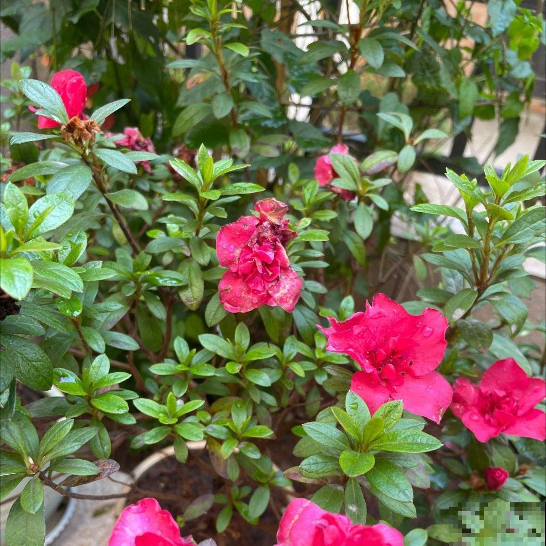 新手养花，5种花最好别碰，买回家养不活还浪费钱