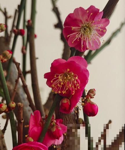 腊梅不是梅花,你知道吗?凌霜而开更优雅 腊梅不是梅花,你知道吗?凌霜而开更优雅