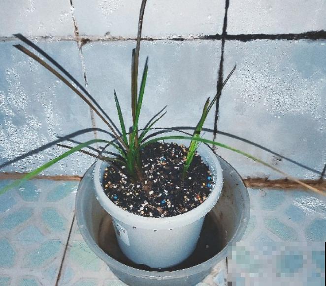 兰花养了十年,突然长了虫,全军覆没真心疼 兰花养了十年,突然长了虫,全军覆没真心疼