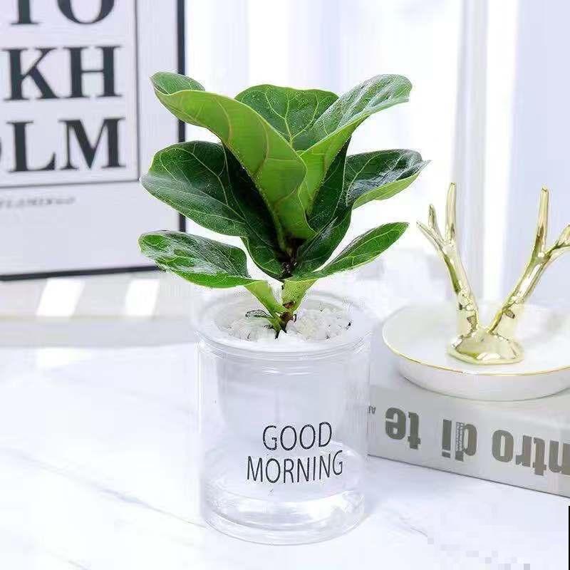 琴叶榕夏季养殖要注意，叶子需要经常喷水，保持湿度