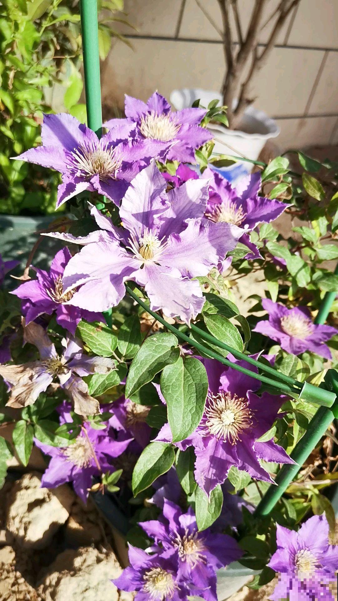 厨房4种垃圾别丢,泡水给花喝肥得流油,花呼呼爆盆 厨房4种垃圾别丢,泡水给花喝肥得流油,花呼呼爆盆