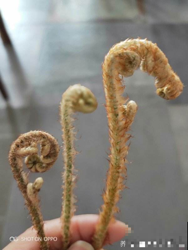 5种野草特养人,挖回家还能做成美味,在不挖就老了 5种野草特养人,挖回家还能做成美味,在不挖就老了