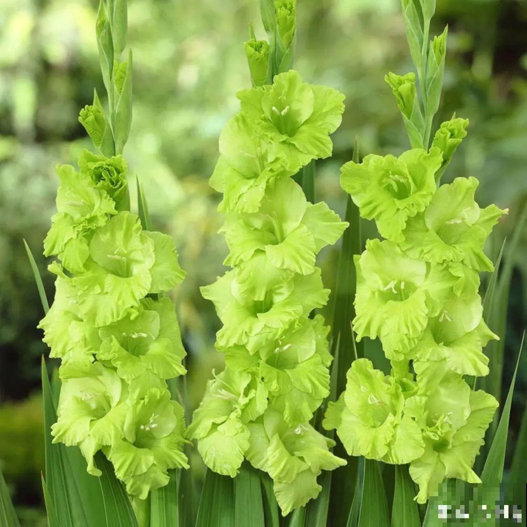 土里埋个“球”,呼呼长出1米花箭,花期长达上百天 土里埋个“球”,呼呼长出1米花箭,花期长达上百天