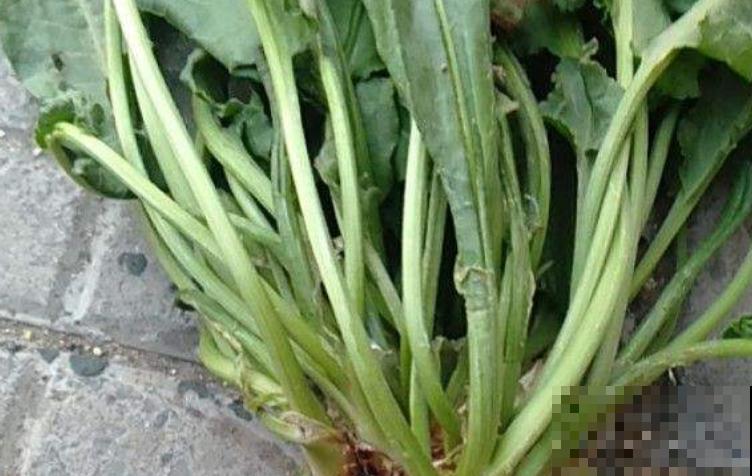 阳台种点大叶菠菜，掌握好种植时间和方法，轻松种出一大片