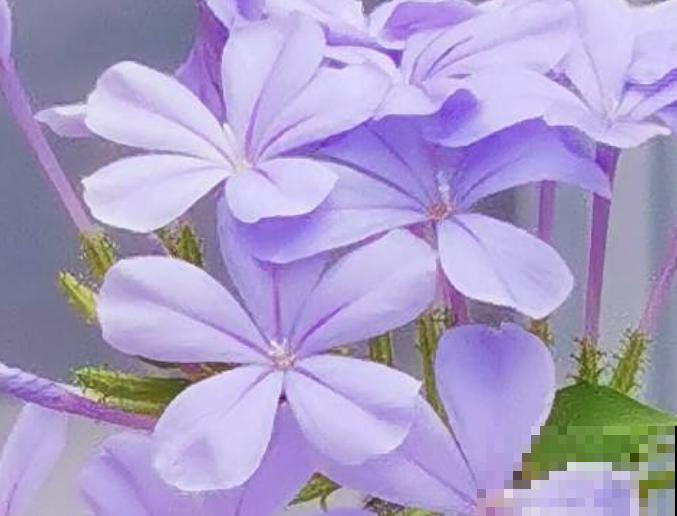 植物营养液不要随便使用，记住这4点，掌握好正确的使用方法