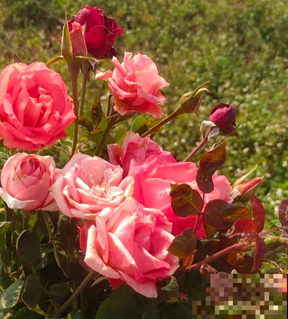 女人如玫瑰，每天用点玫瑰花，养颜养身体