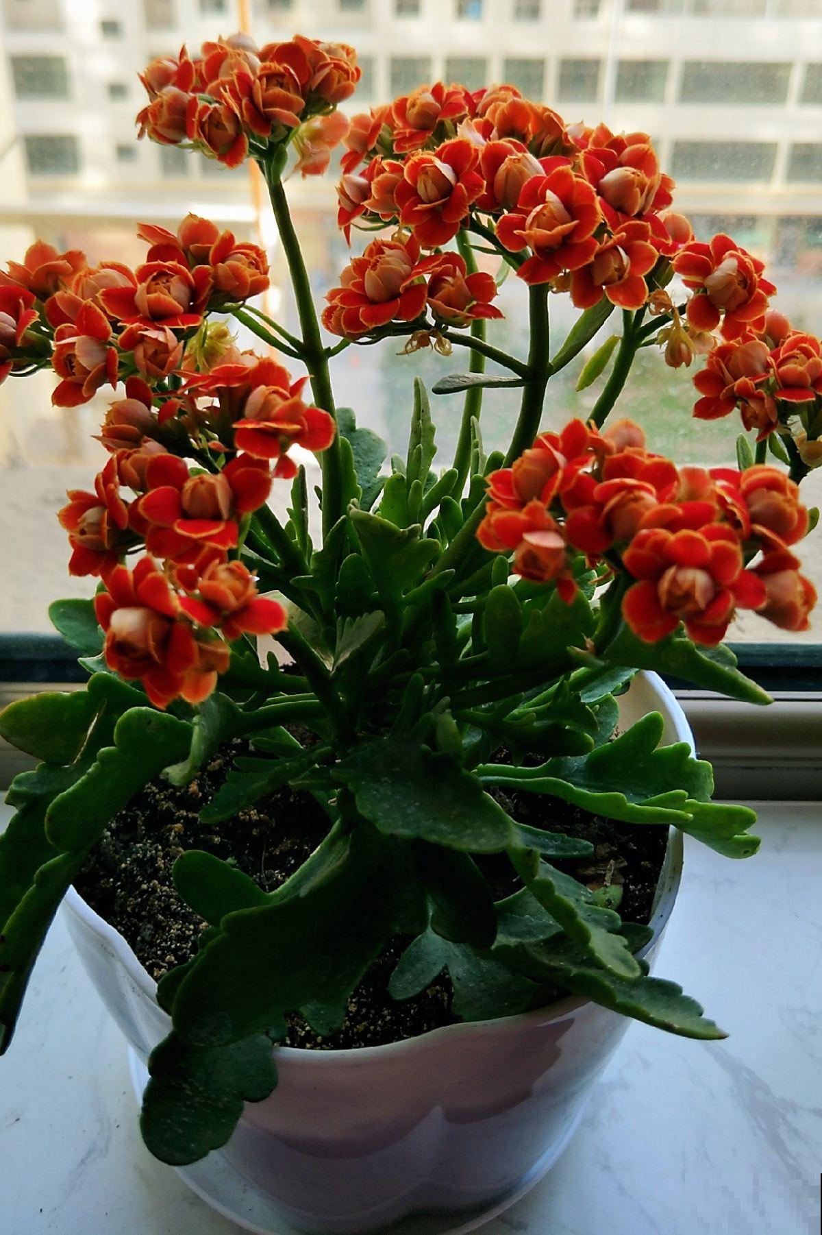 养花不能太勤快,3种花懒人养最好,越勤快养得越差 养花不能太勤快,3种花懒人养最好,越勤快养得越差