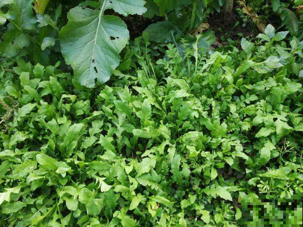 春天必吃的6种野菜,鲜味飘满屋,错过要再等一年 春天必吃的6种野菜,鲜味飘满屋,错过要再等一年