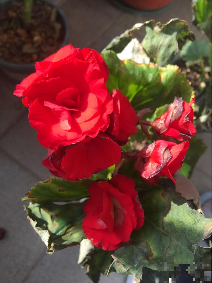 这4种花最适合养在阳台，好养易爆盆，打造优美小花园